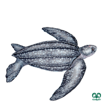 گونه لاکپشت چرمی Leatherback Turtle